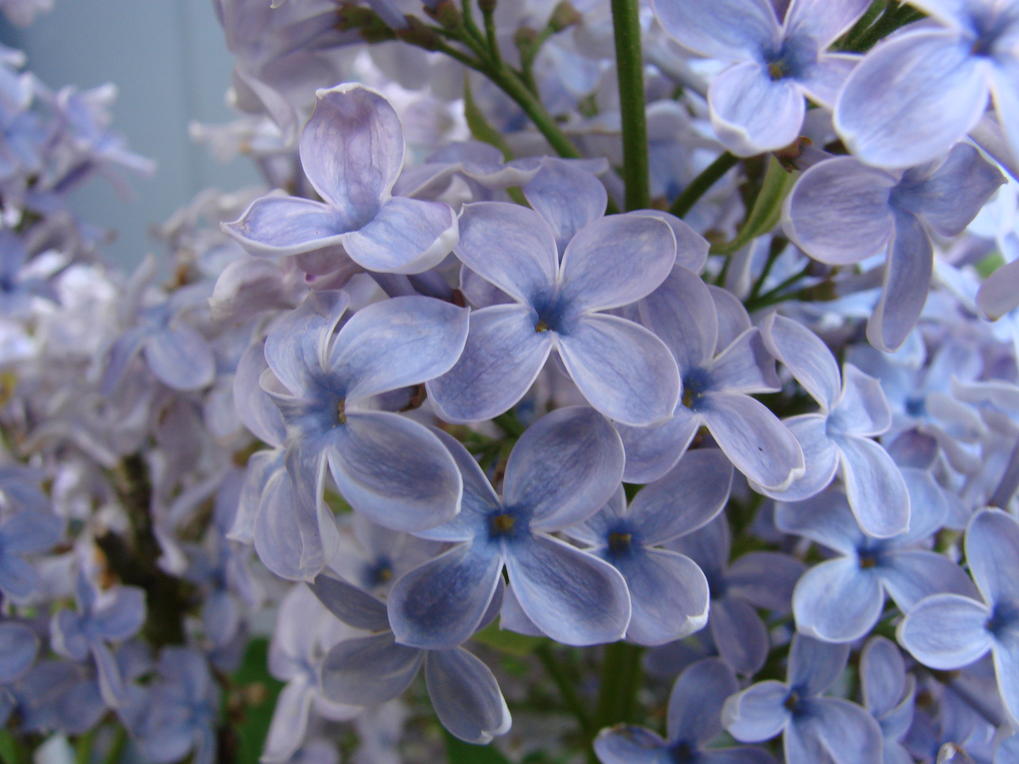 Le lilas bleu – Syringa vulgaris Bleu de Wedgwood – Gaart an Heem